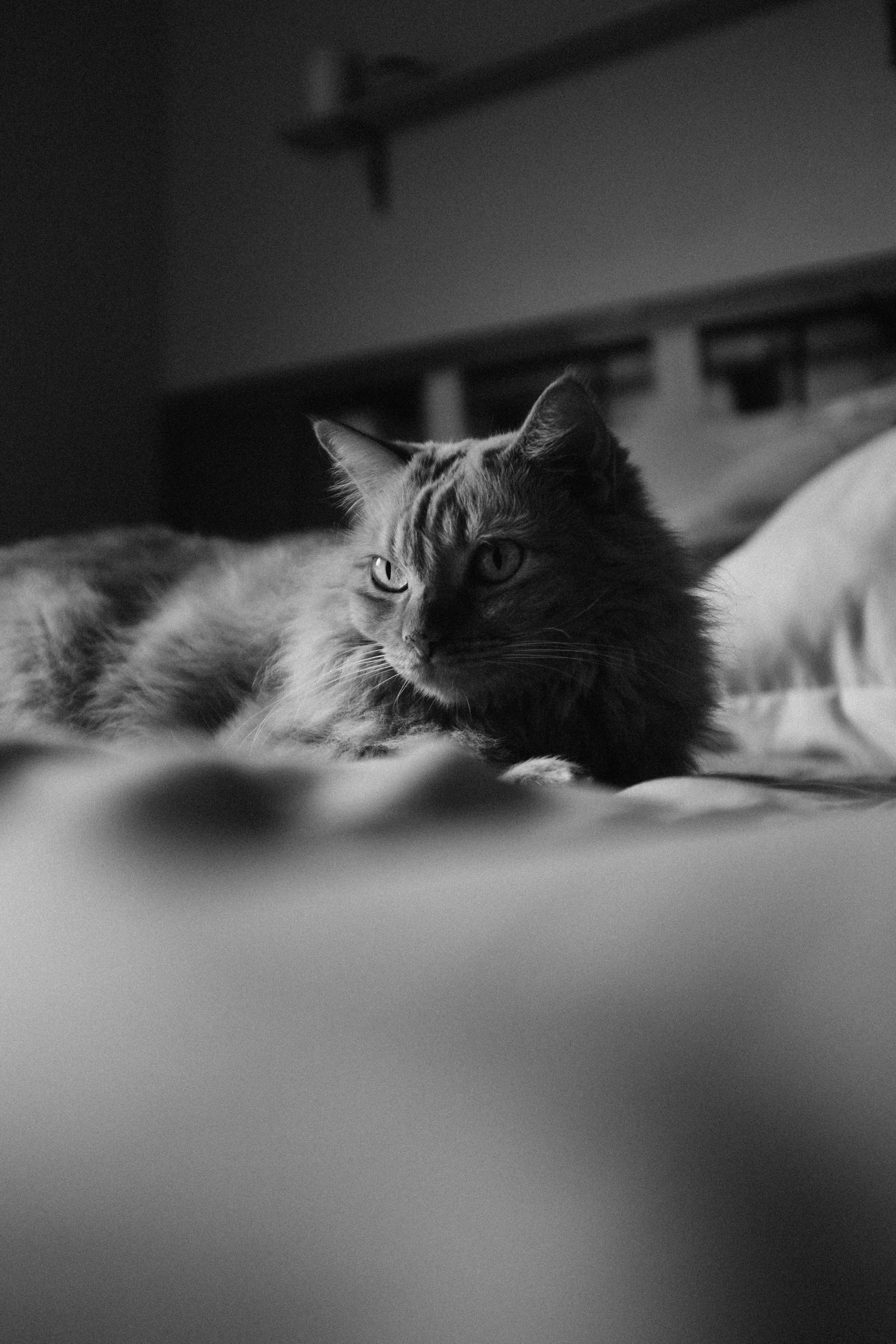 still a cute cat, but now in grayscale